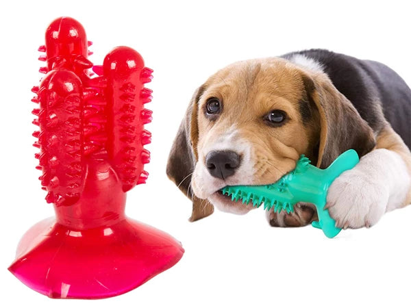 Šunims skirtas kramtukas–šepetėlis Kaktusas