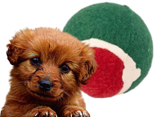 Kalėdinis šunų žaislų rinkinys (4 dalys)