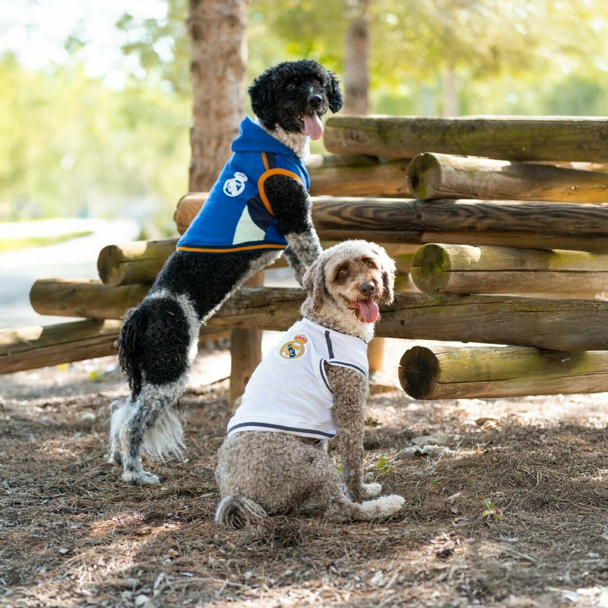 V4H1DD21BEEFF3BFE322B64DFEDB4BBD6C3R7069465P4