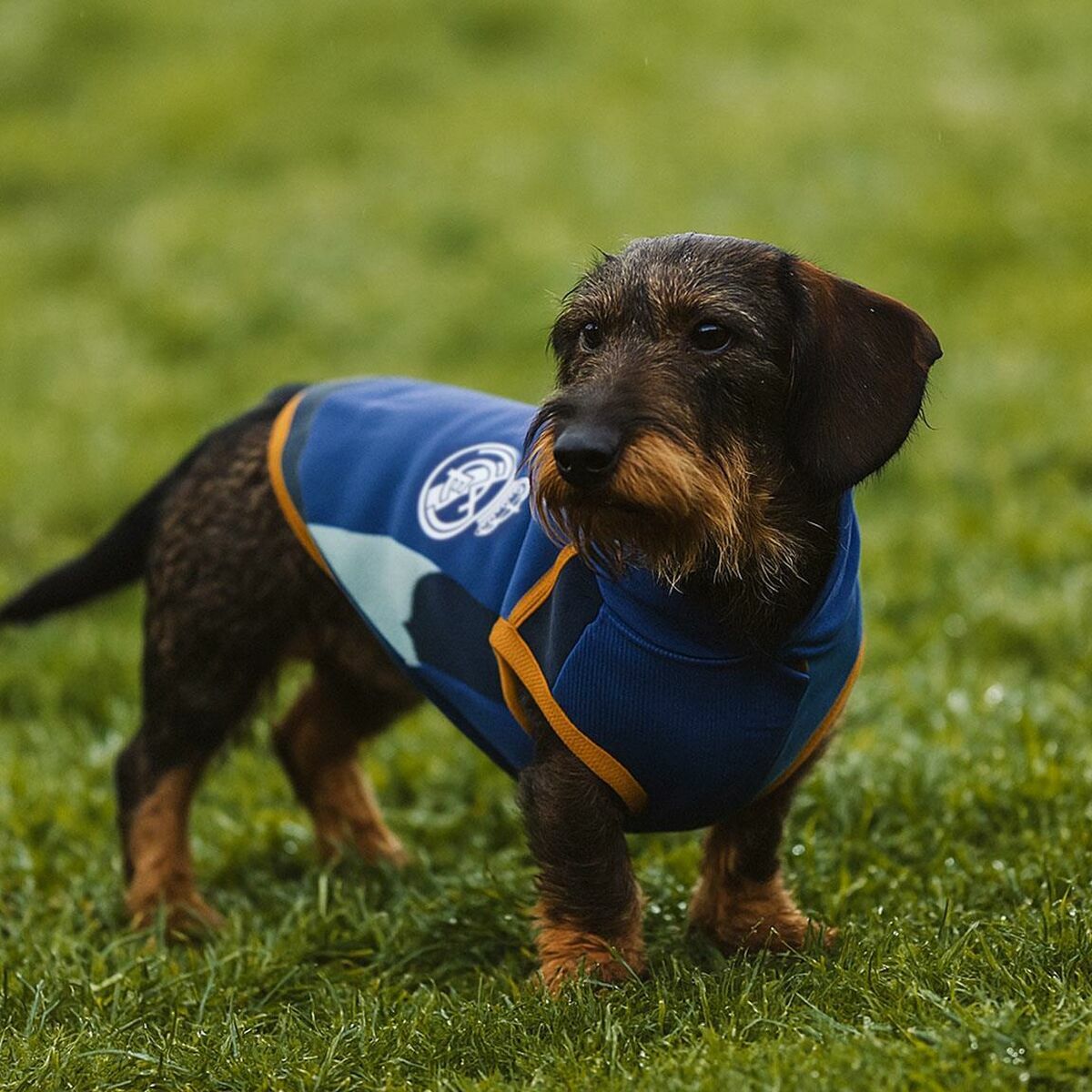 V4H3BA88BCC54966678DE0667F0DFF26D95R7070443P9