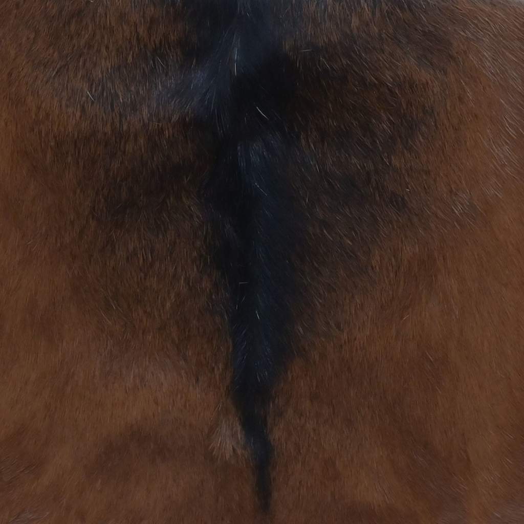 Sulankstoma taburetė, ožkos odos ir tikmedžio medienos masyvas