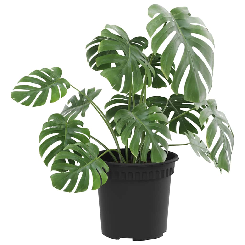 Apvalus gėlių vazonas 6 pcs Juoda Ø 15 x 12 cm Plastmasė