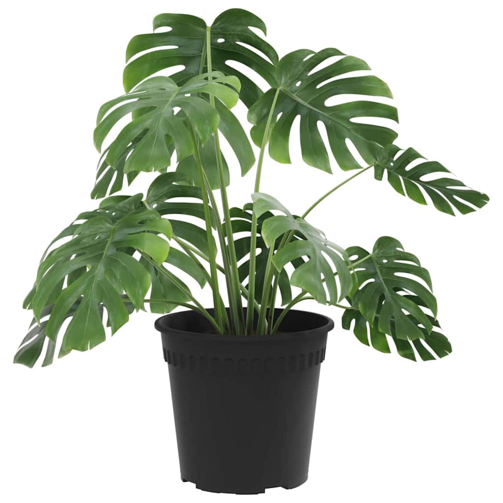 Apvalus gėlių vazonas 6 pcs Juoda Ø 19 x 16 cm Plastmasė
