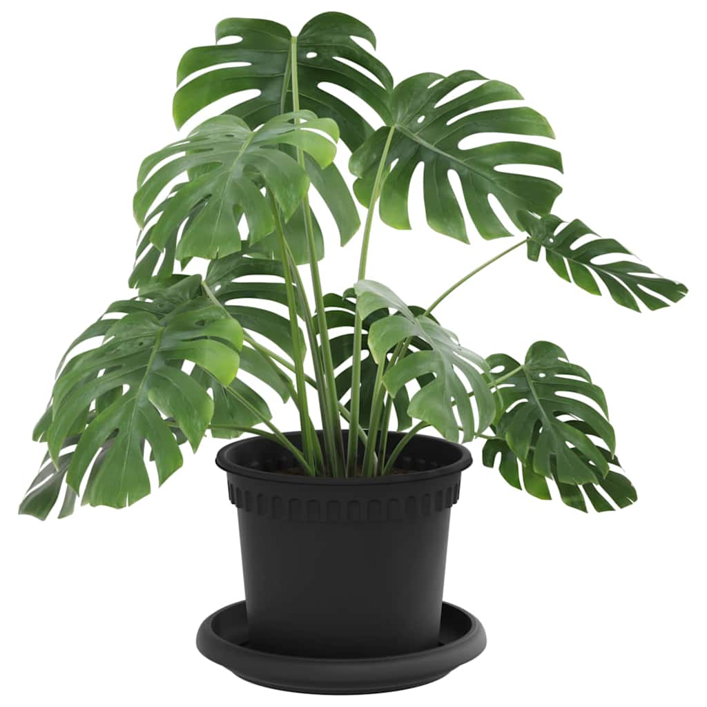 Augalų vazonai 24 pcs Juoda Ø 12,5 x 10 cm Plastmasė